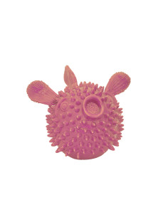 Pesce palla Rosa